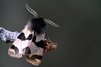 Watsonarctia deserta